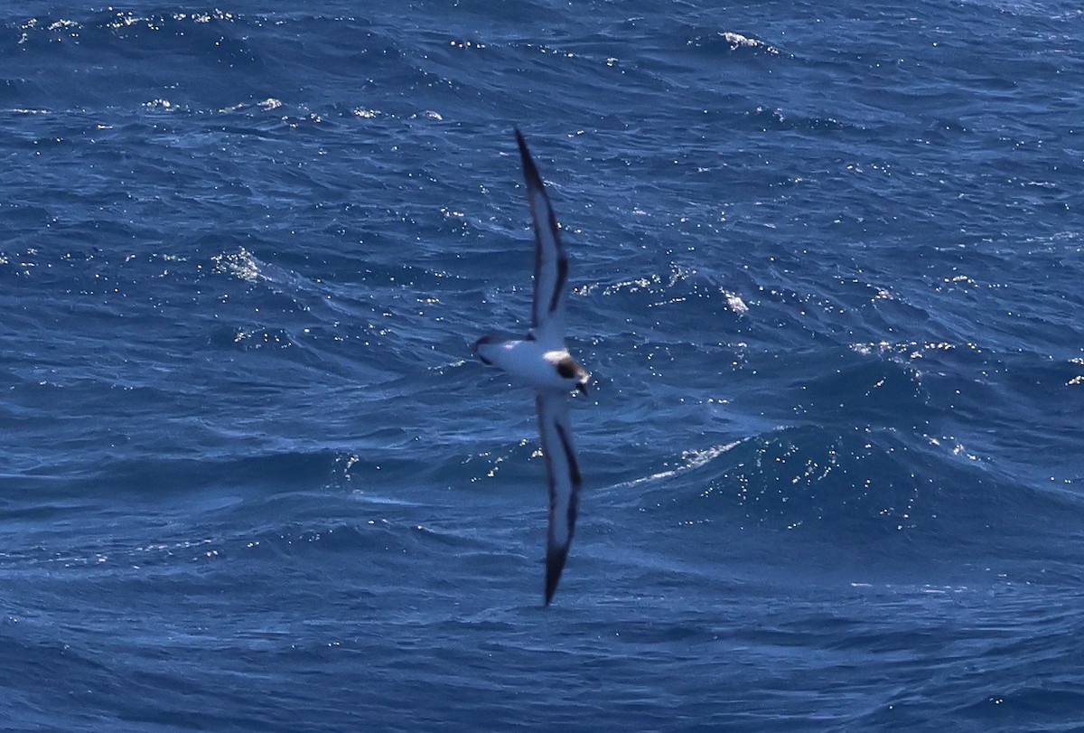 Barau's Petrel - ML614629733