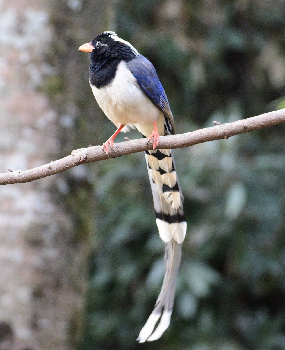 Yellow-billed Blue-Magpie - ML614629819