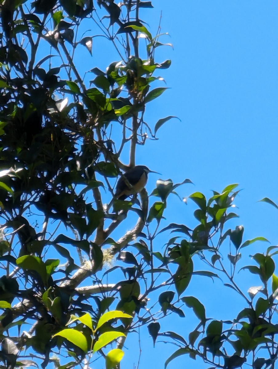 Eastern Spinebill - ML614629893