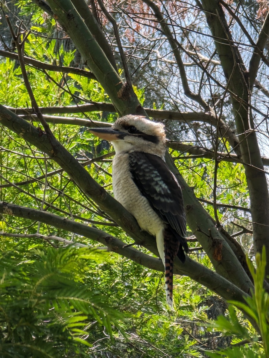 Laughing Kookaburra - Ben Maslen