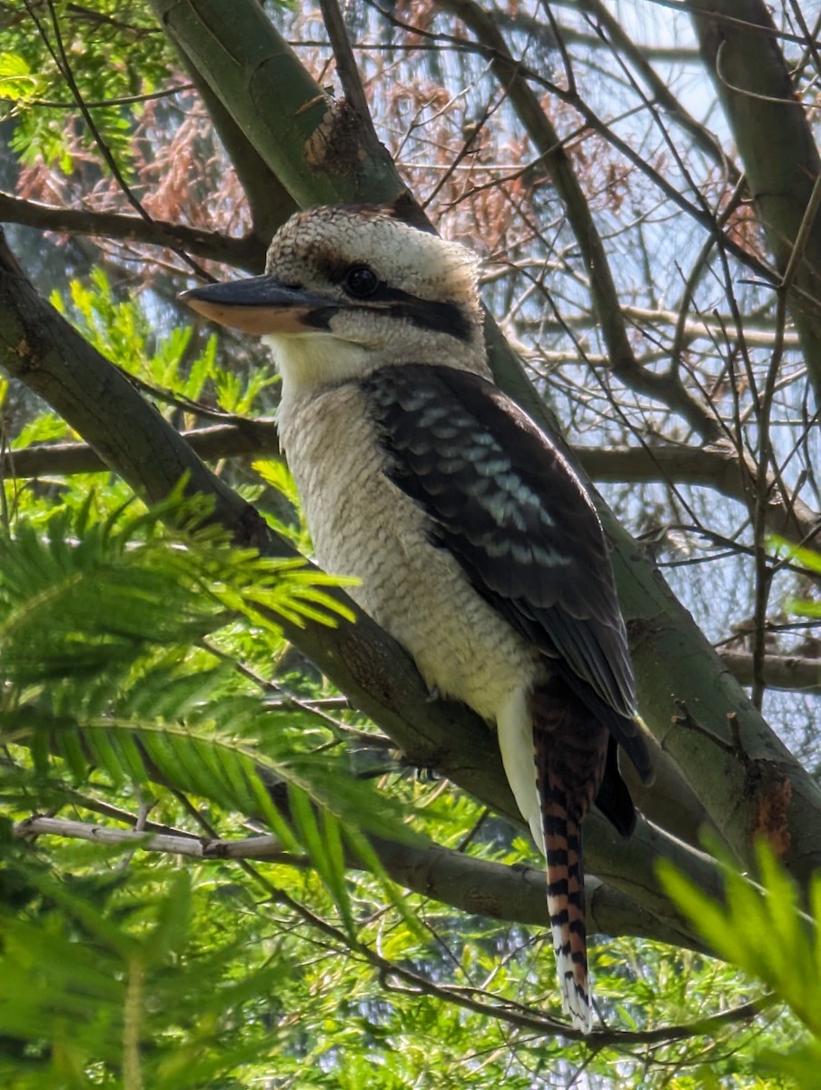 Laughing Kookaburra - Ben Maslen