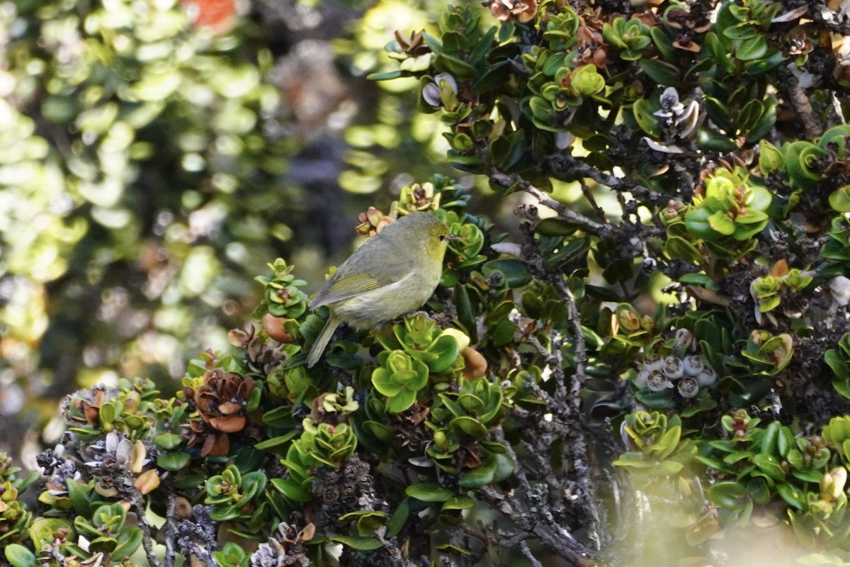 Maui Ahlauahiosu - ML614629912