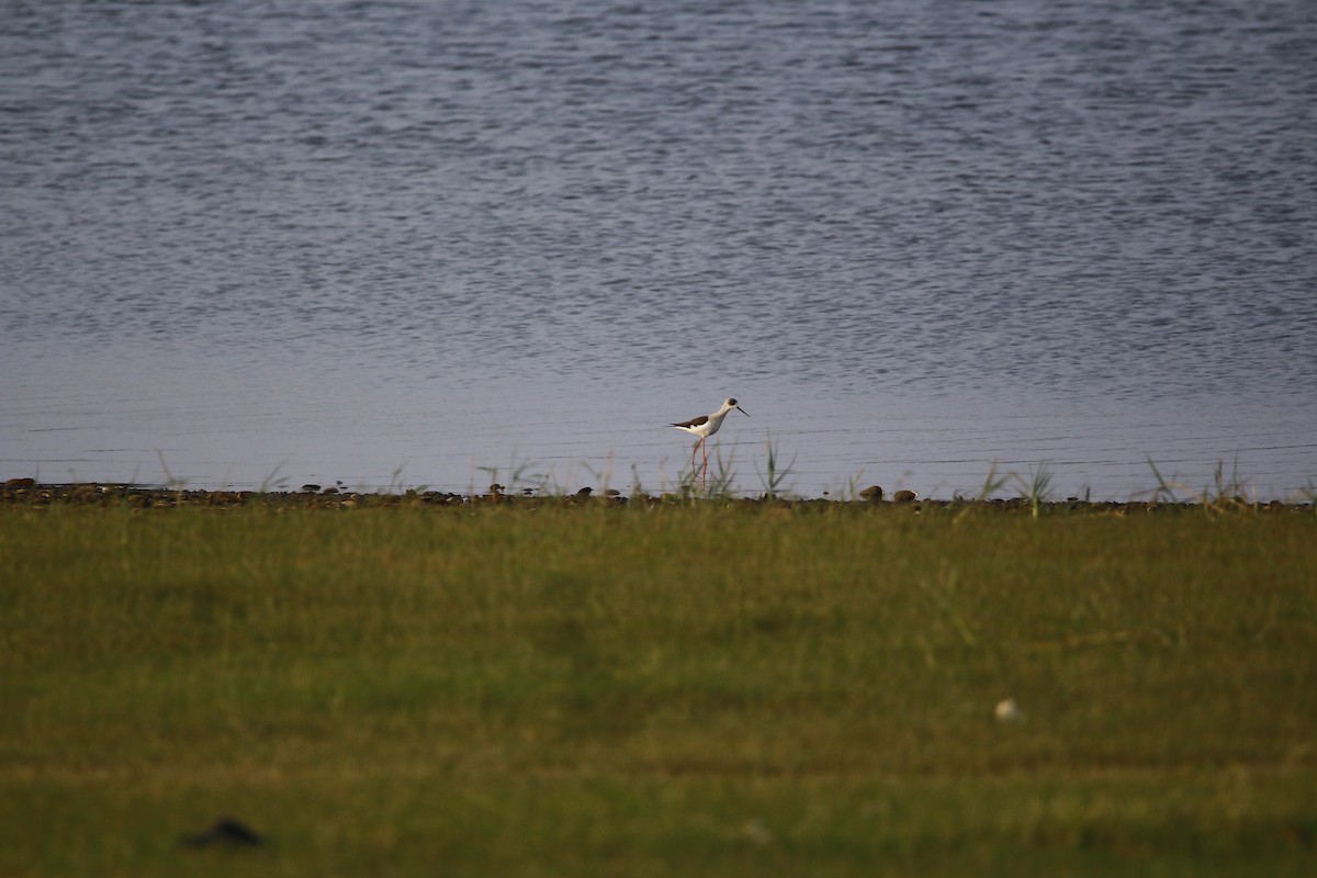 Black-winged Stilt - ML614630058