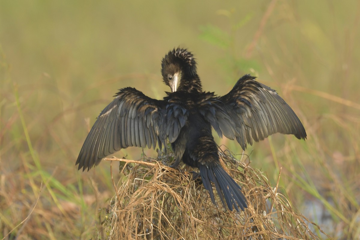 Cormoran de Vieillot - ML614630065