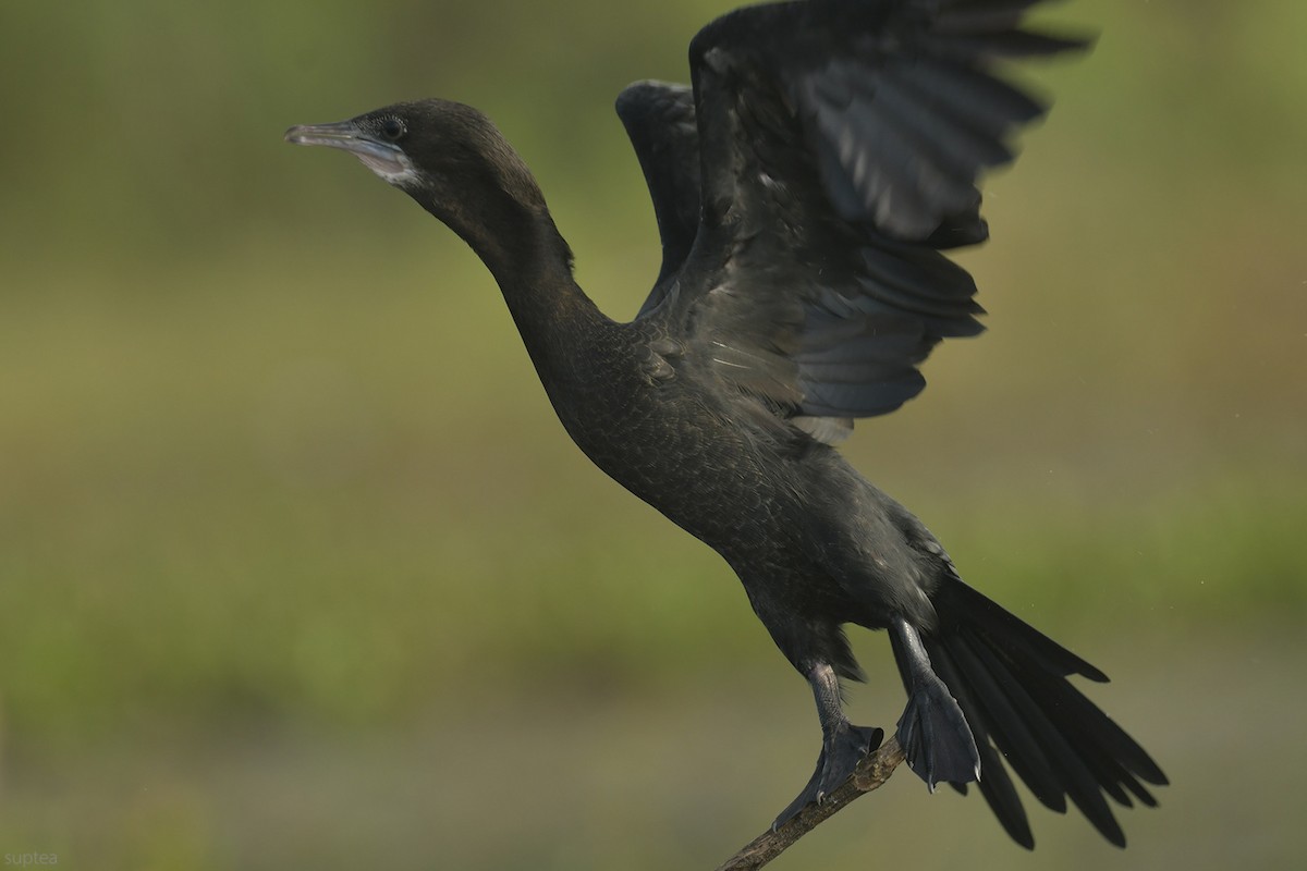 Little Cormorant - ML614630066