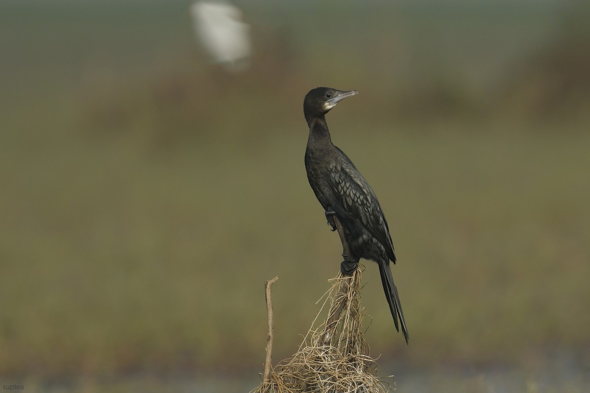 Cormoran de Vieillot - ML614630067