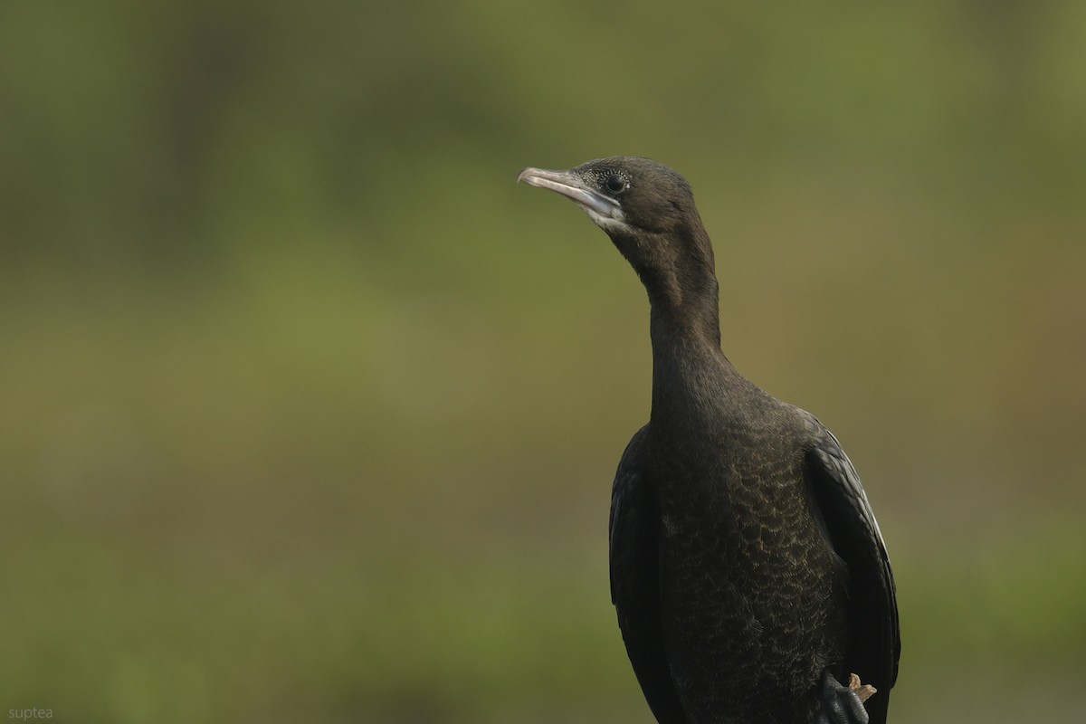 Cormoran de Vieillot - ML614630068