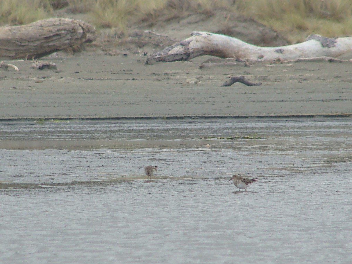 Pectoral Sandpiper - Saul Ward