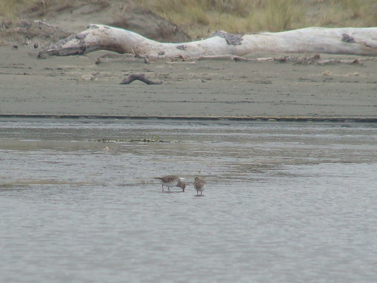 Pectoral Sandpiper - Saul Ward