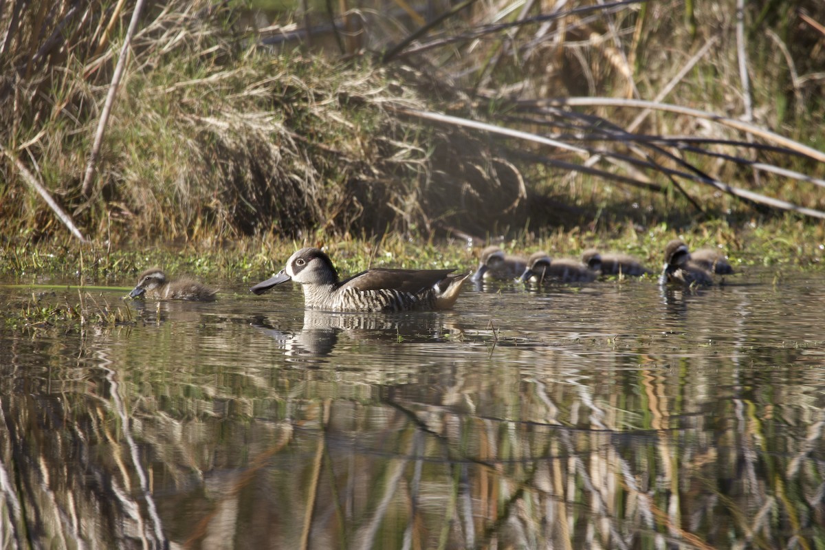 Pink-eared Duck - ML614630125