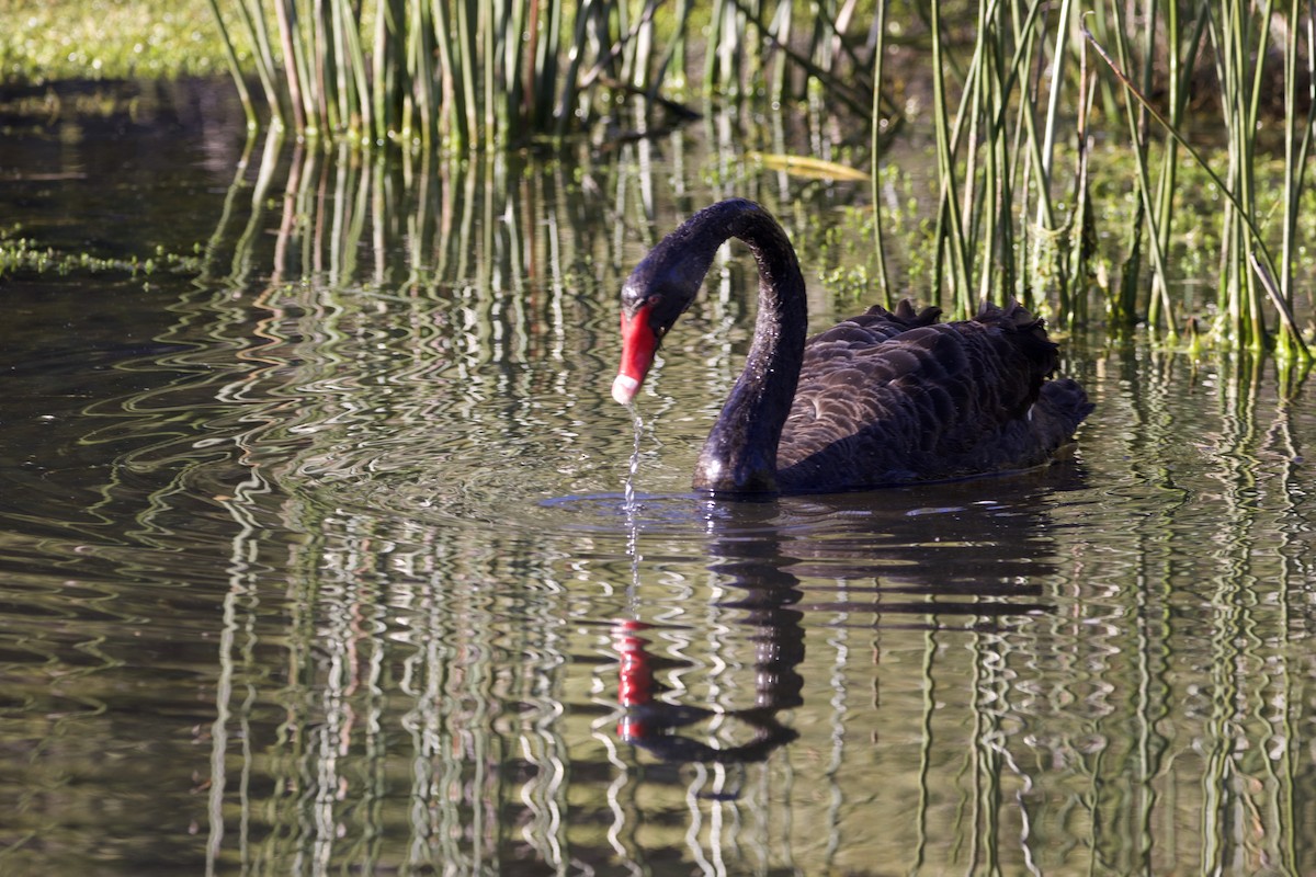 Black Swan - ML614630153