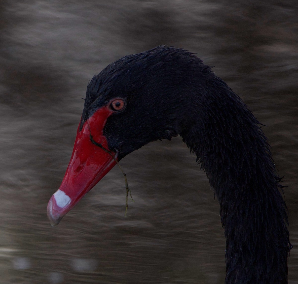 Black Swan - ML614630154