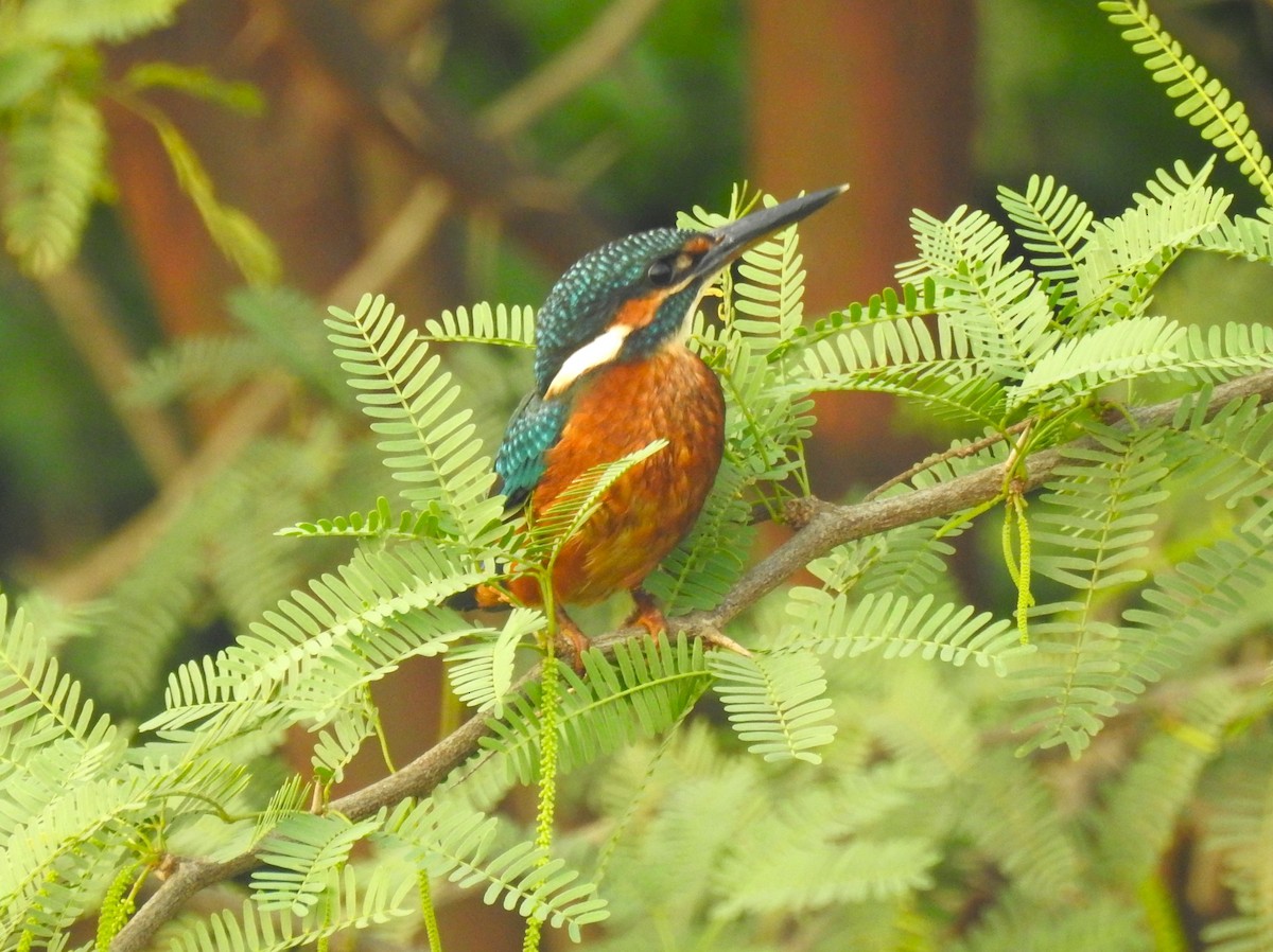 Common Kingfisher - ML614630225