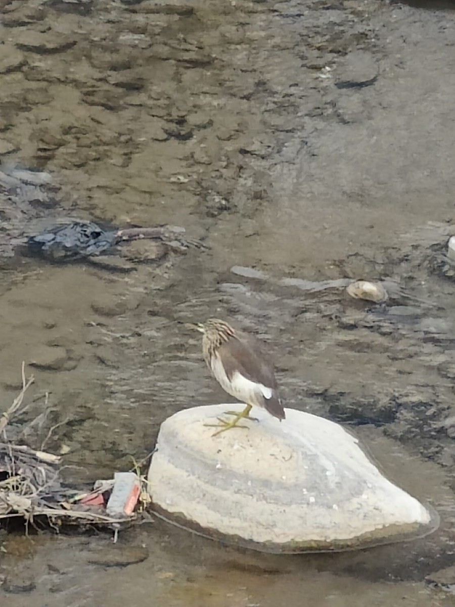 Indian Pond-Heron - ML614630246