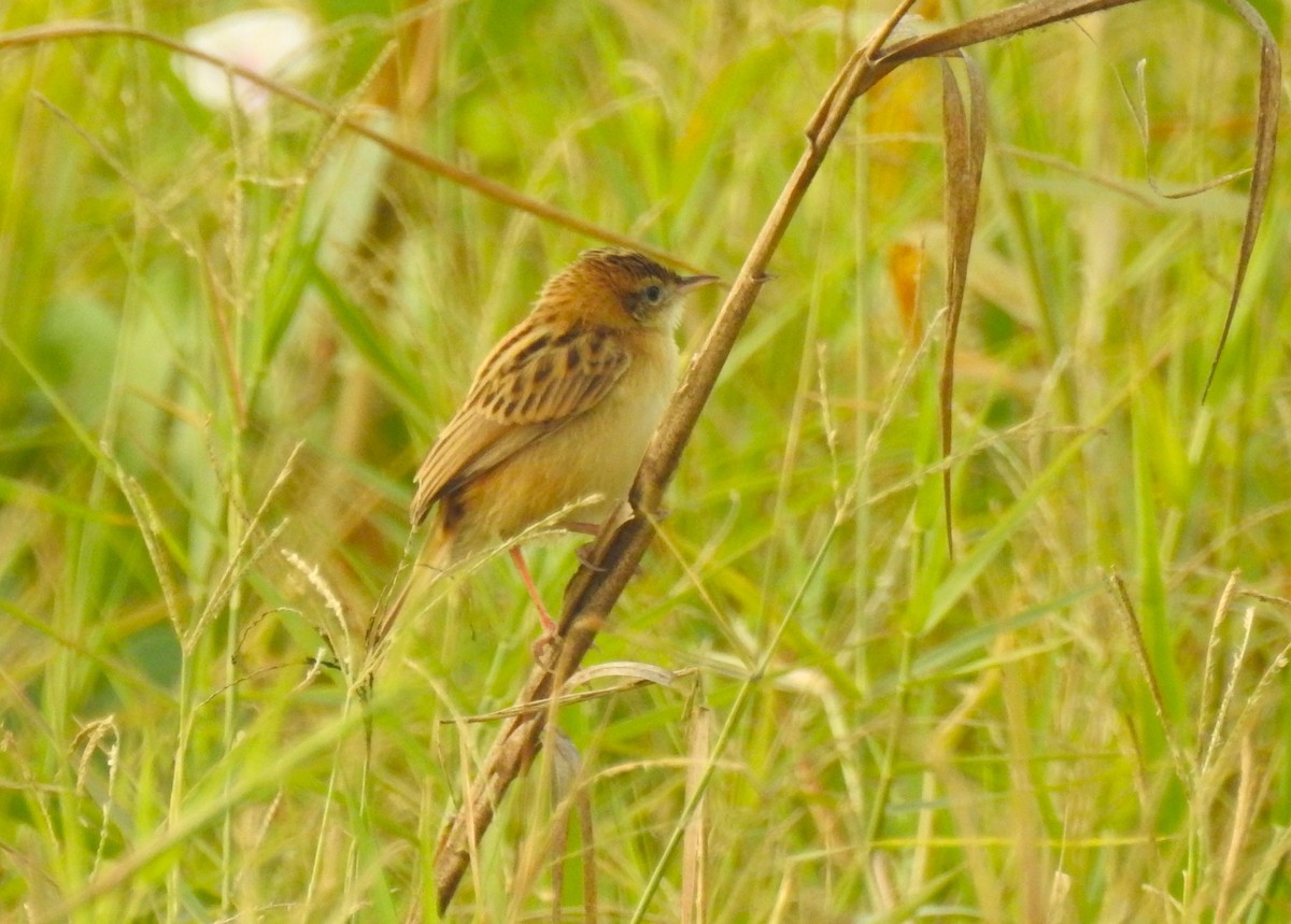 Zitting Cisticola - ML614630269