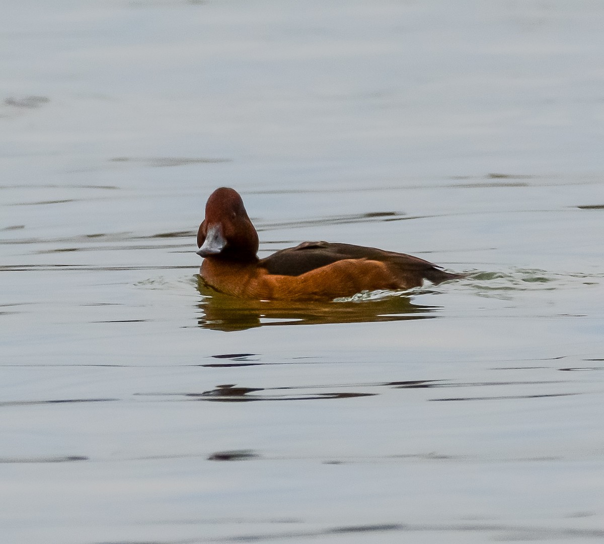 Ferruginous Duck - ML614630282