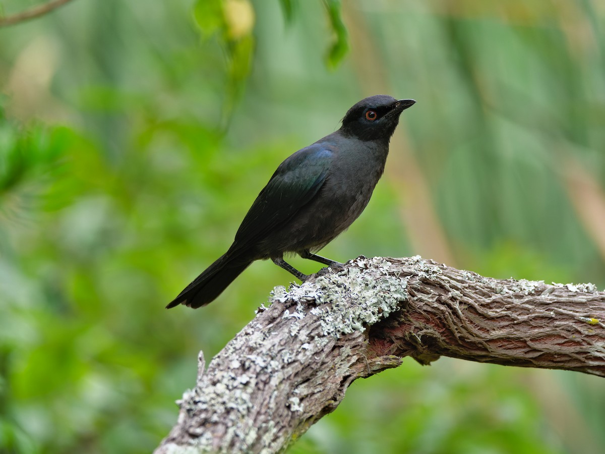 Black-bellied Starling - ML614630295