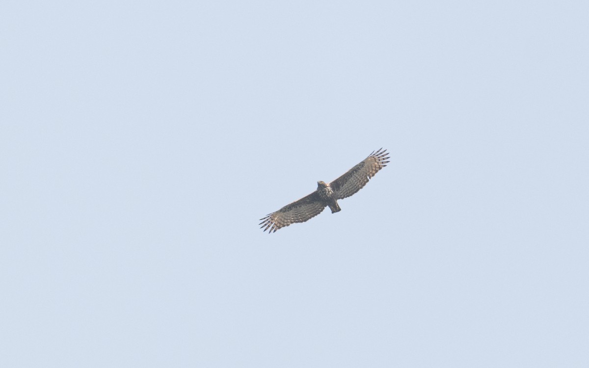 Changeable Hawk-Eagle (Crested) - ML614630303