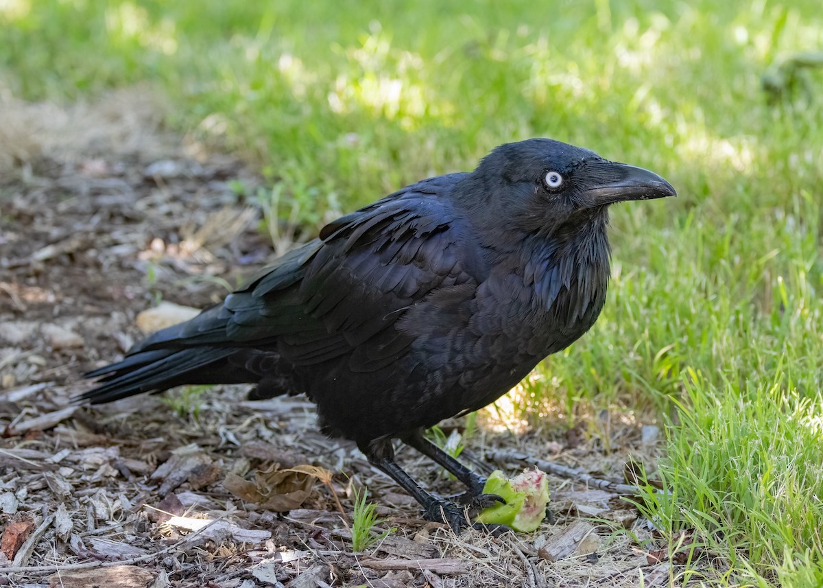 Australian Raven - Julie Clark