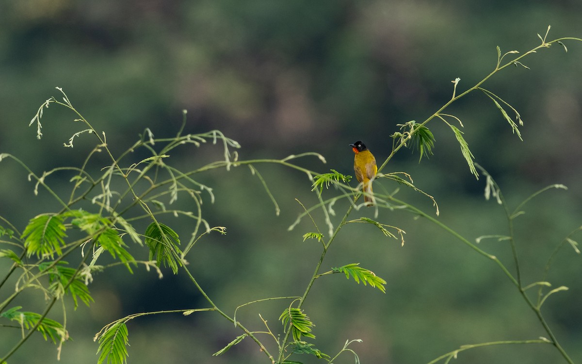 Bulbul Gorjinaranja - ML614630360