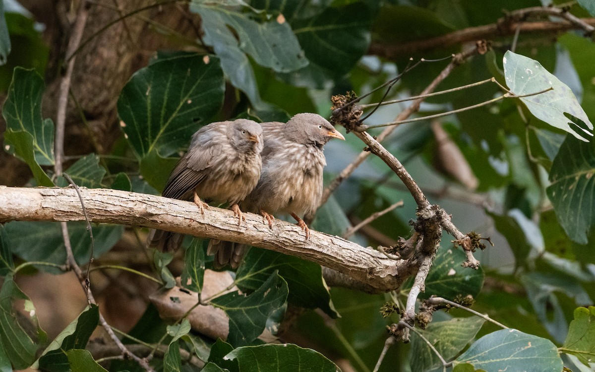 Jungle Babbler - ML614630365