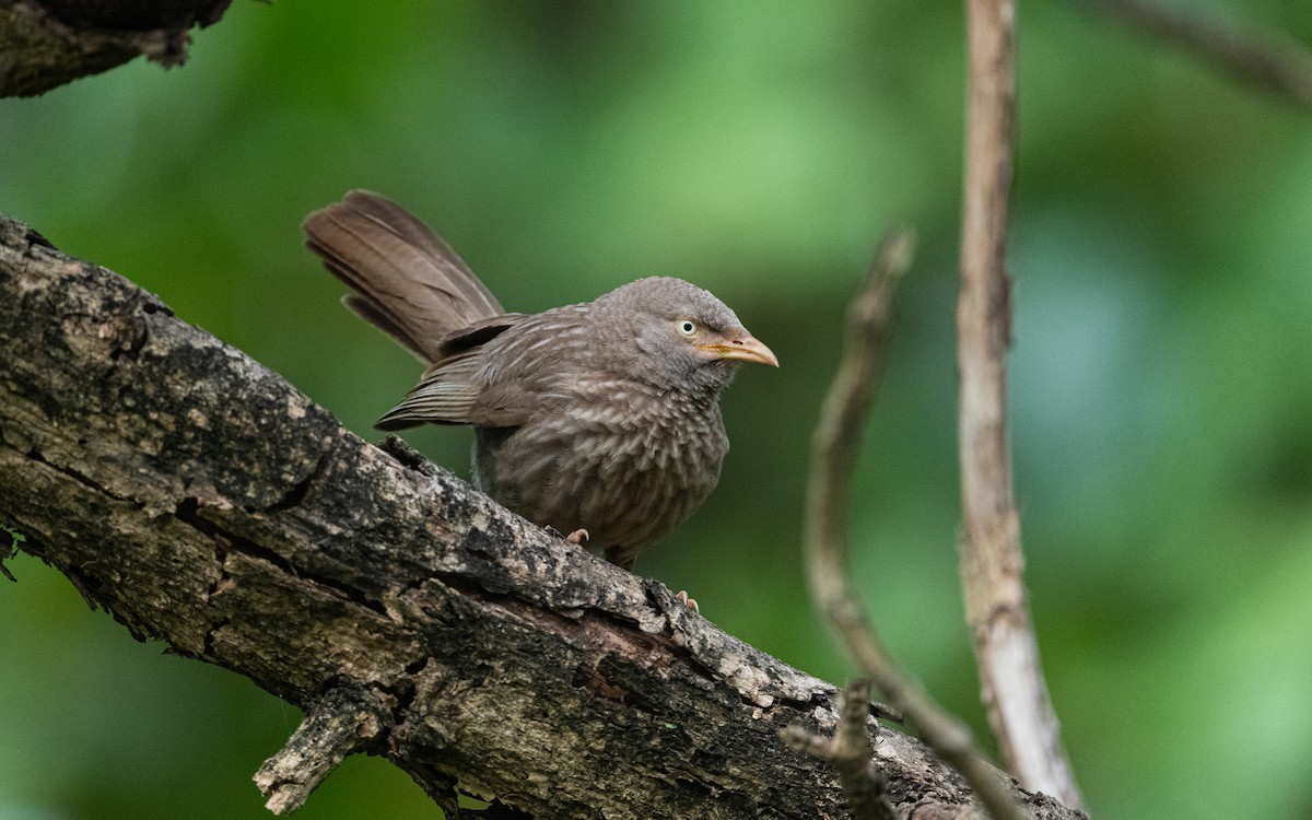 Jungle Babbler - ML614630366