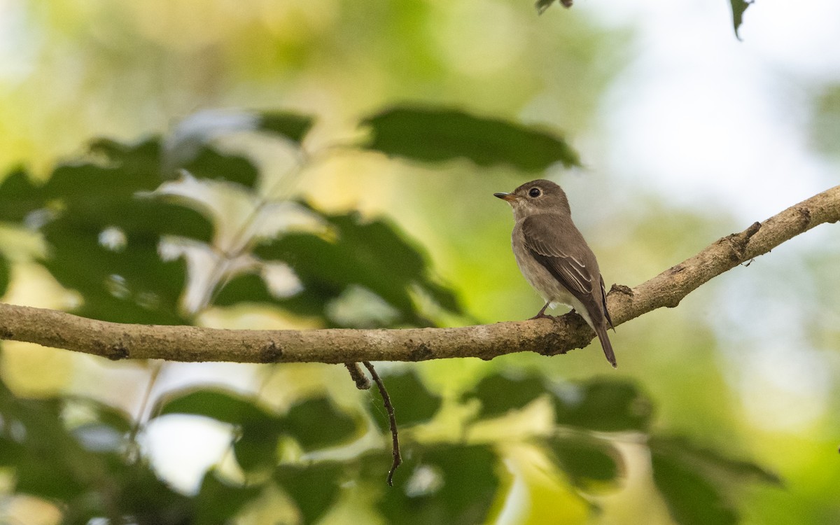 Asian Brown Flycatcher - Sharang Satish