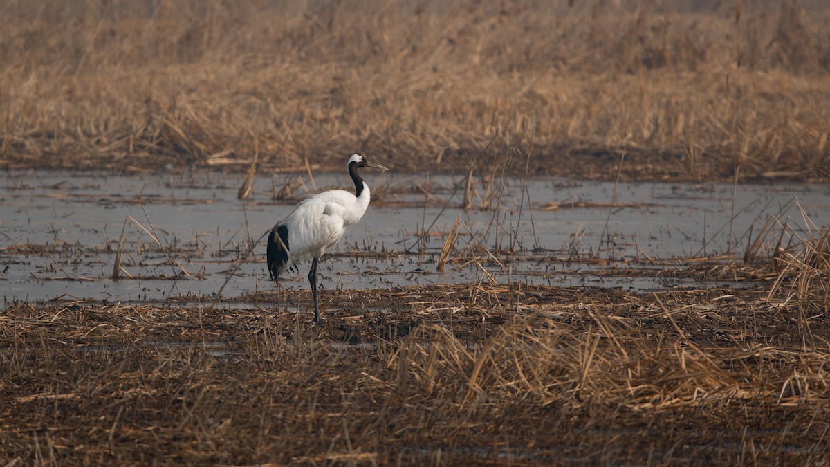 Red-crowned Crane - ML614630408