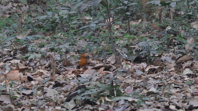 Orange-headed Thrush - ML614630424