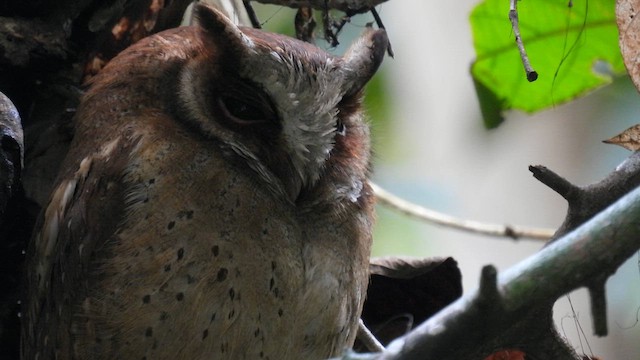 ハナジロコノハズク - eBird
