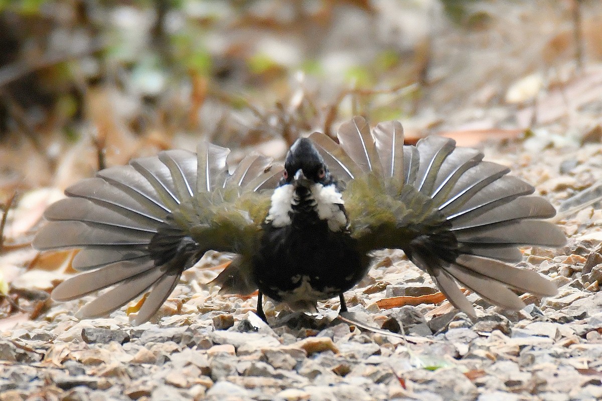 Eastern Whipbird - ML614630519