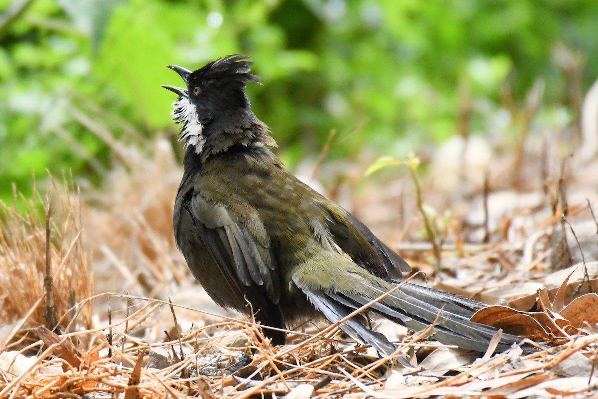 Eastern Whipbird - ML614630522