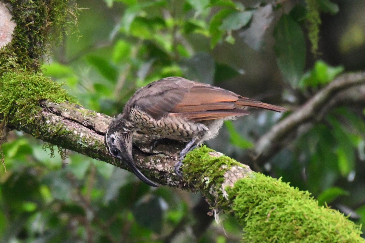 Paradise Riflebird - ML614630527