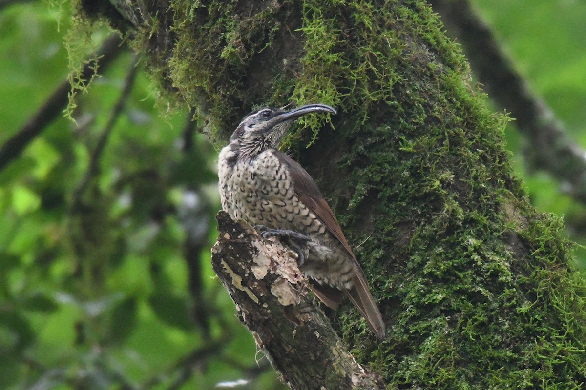Paradise Riflebird - ML614630528