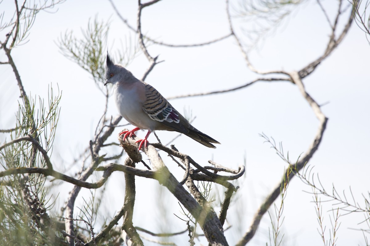 Crested Pigeon - ML614630562