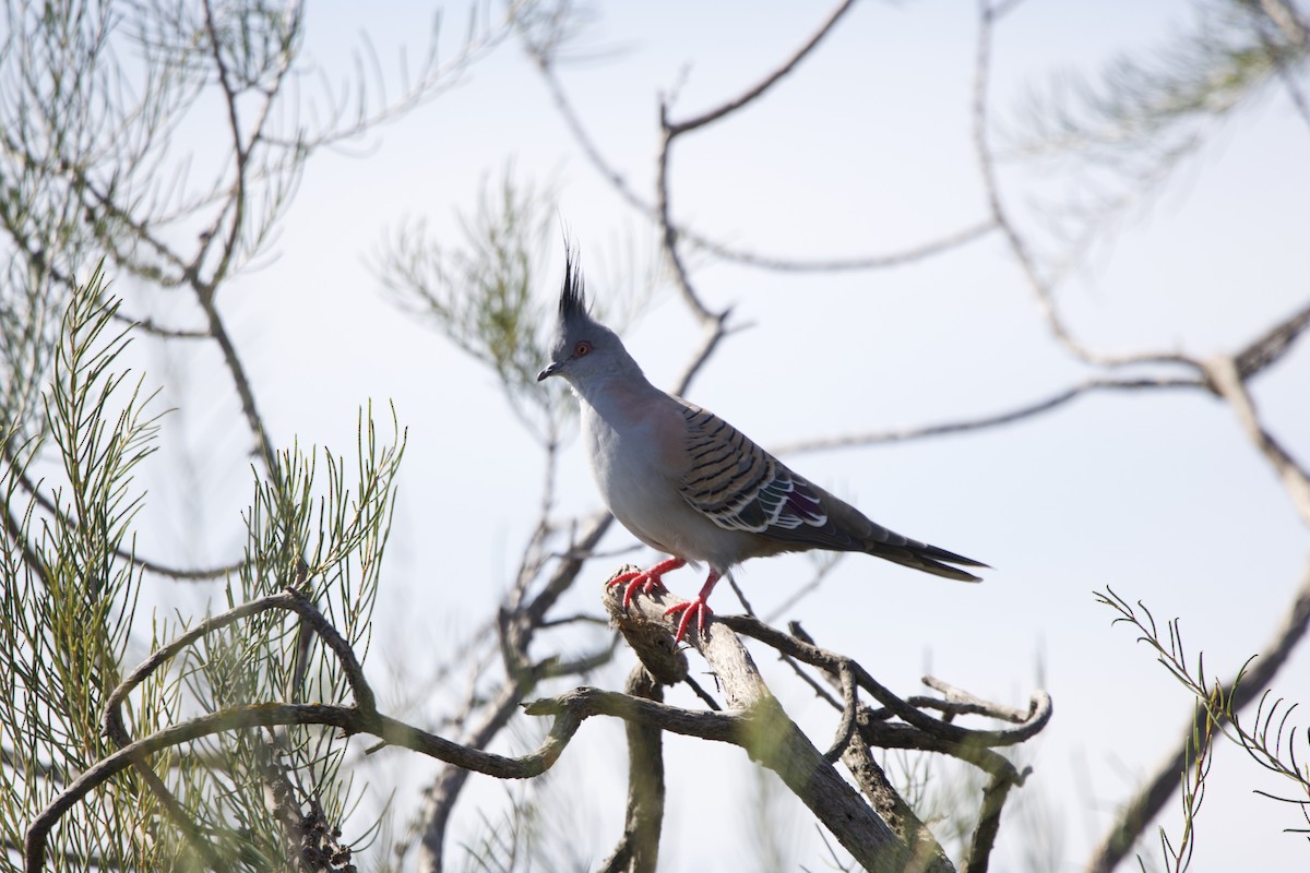 Crested Pigeon - ML614630563