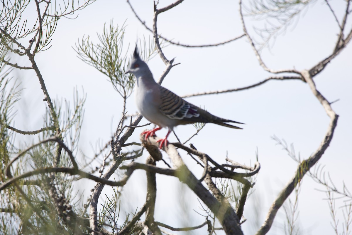 Crested Pigeon - ML614630564