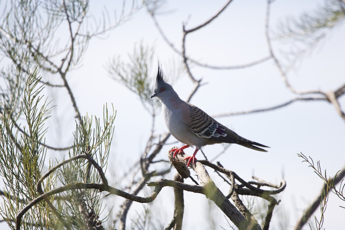 Crested Pigeon - ML614630565