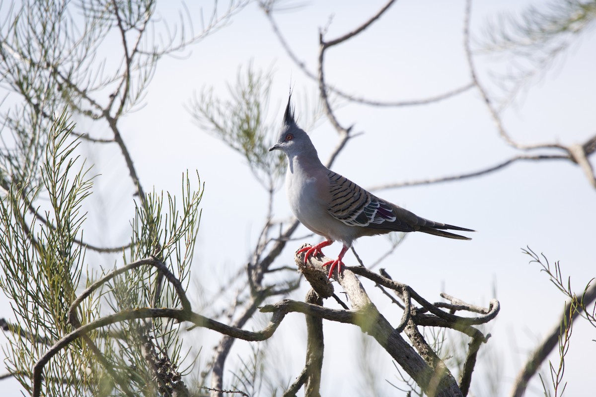 Crested Pigeon - ML614630566