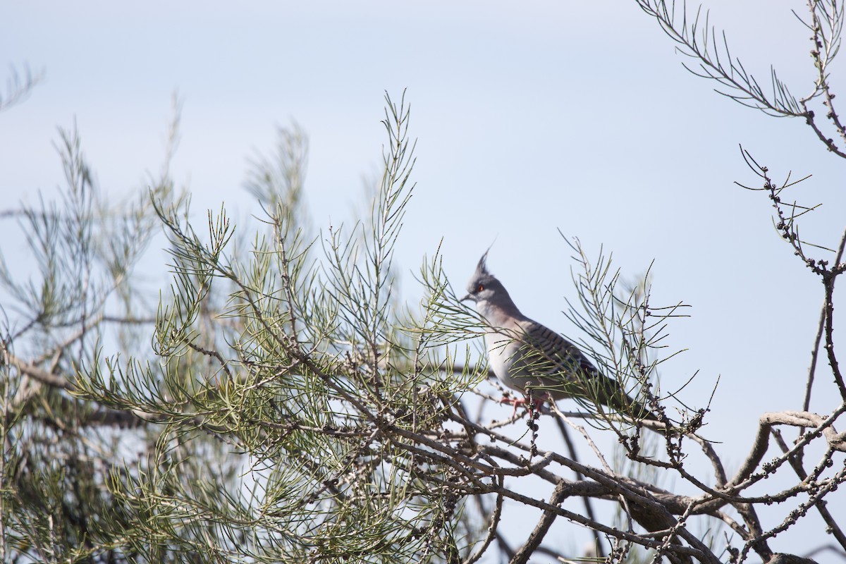 Crested Pigeon - ML614630567