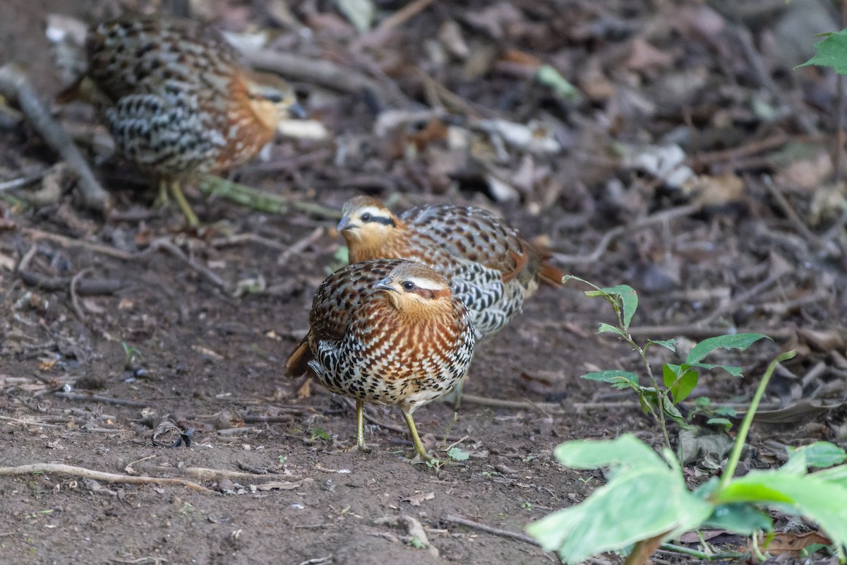 Mountain Bamboo-Partridge - ML614630570