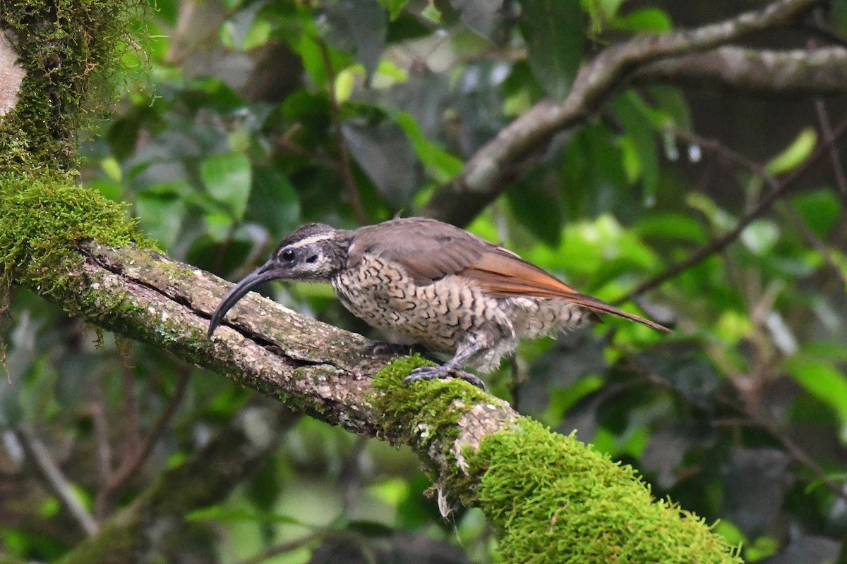 Paradise Riflebird - ML614630582