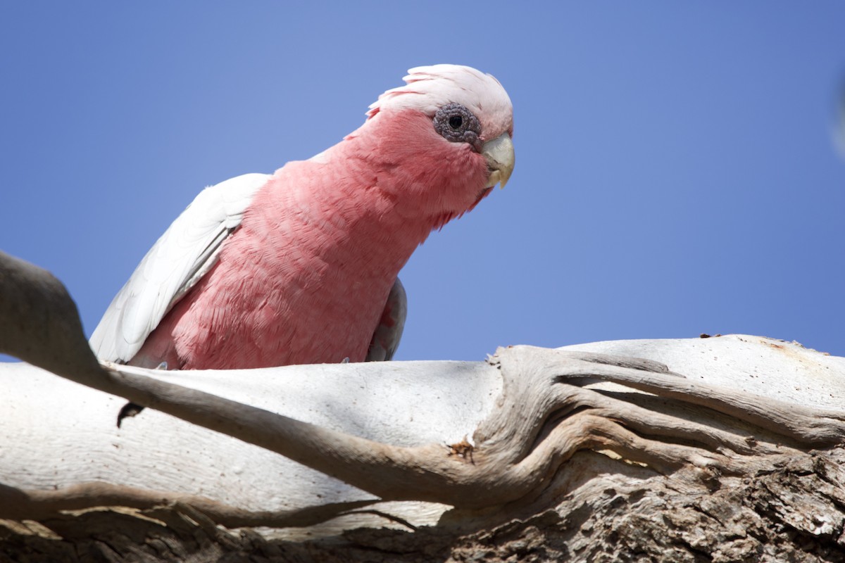 Galah - ML614630584