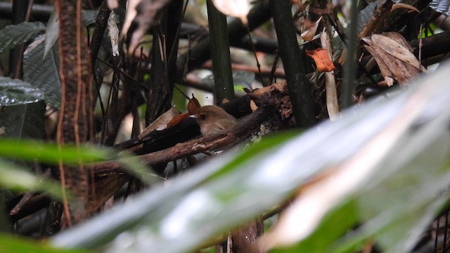 Rufous-browed Flycatcher - ML614630594