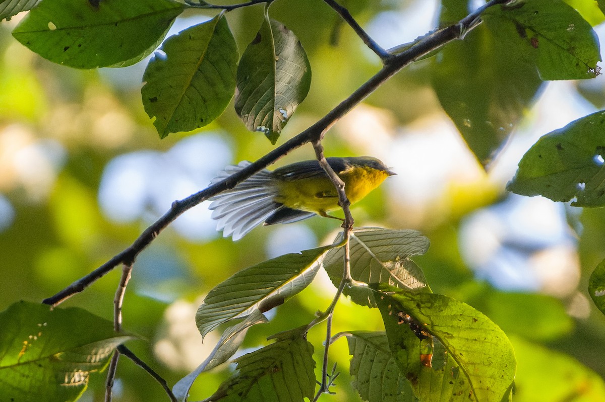 Yellow-bellied Fairy-Fantail - ML614630614