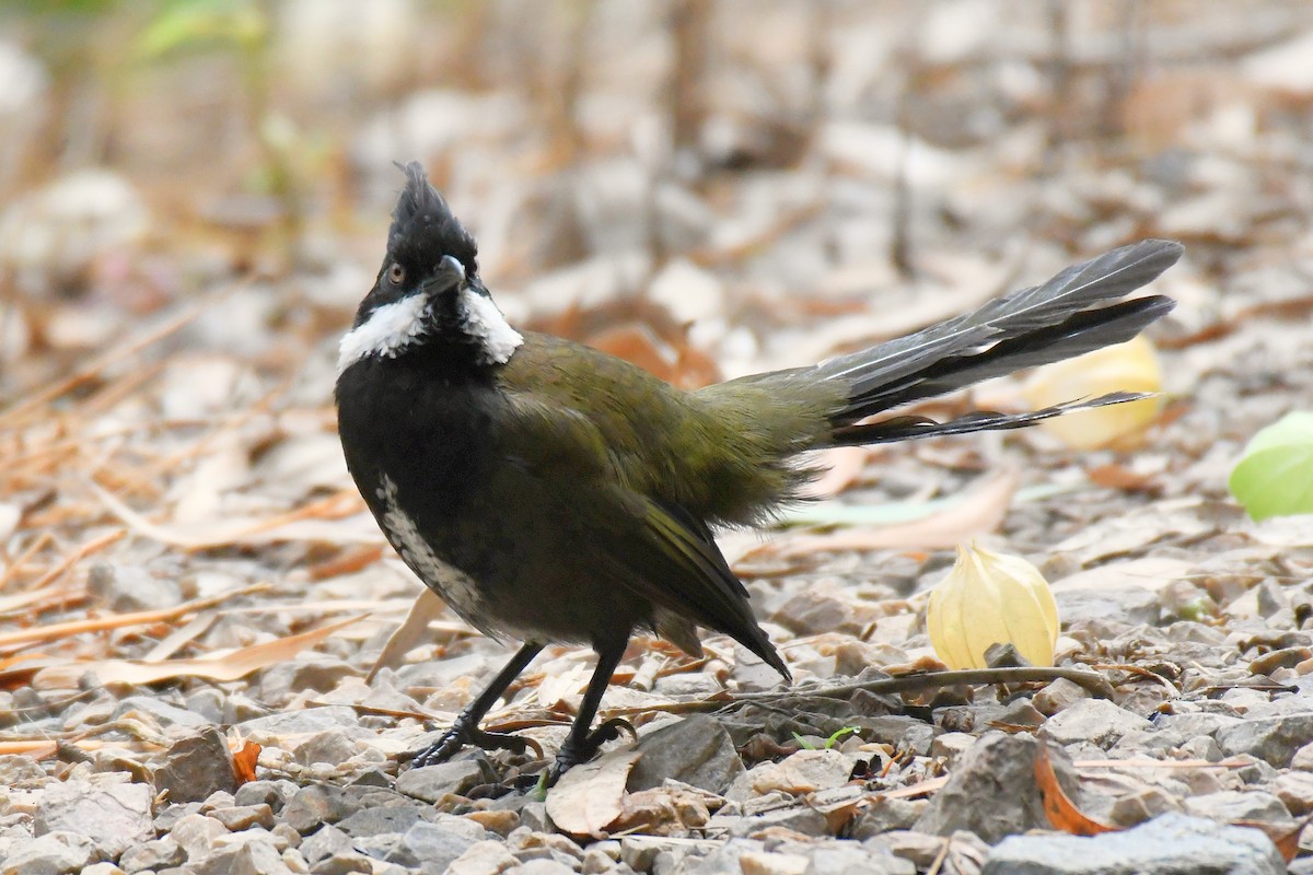 Eastern Whipbird - ML614630650