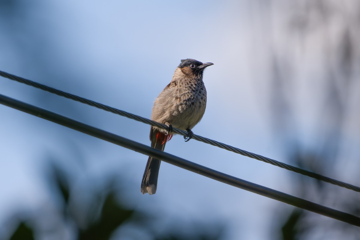 Red-vented Bulbul - ML614630652