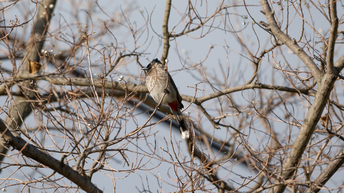 Red-vented Bulbul - ML614630653