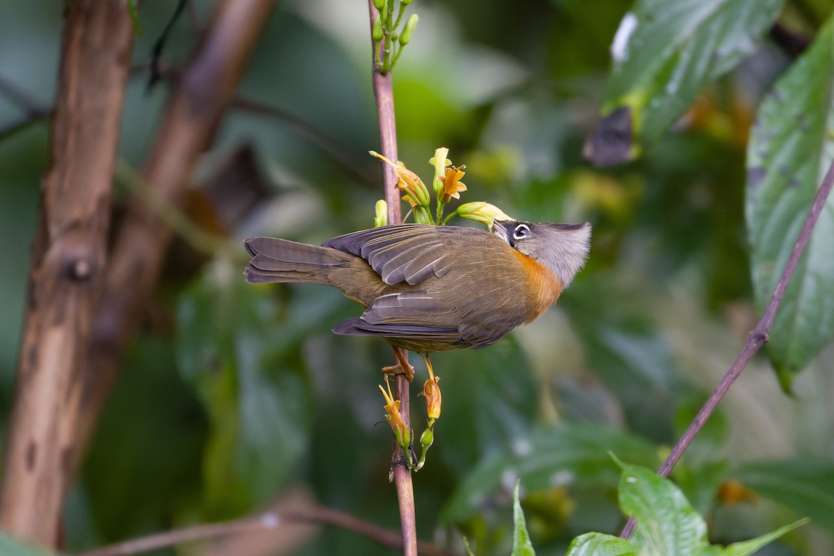 Whiskered Yuhina - ML614630693