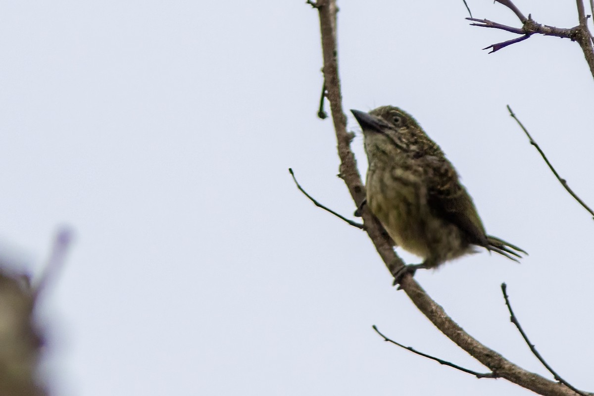 Speckled Tinkerbird - ML614630714